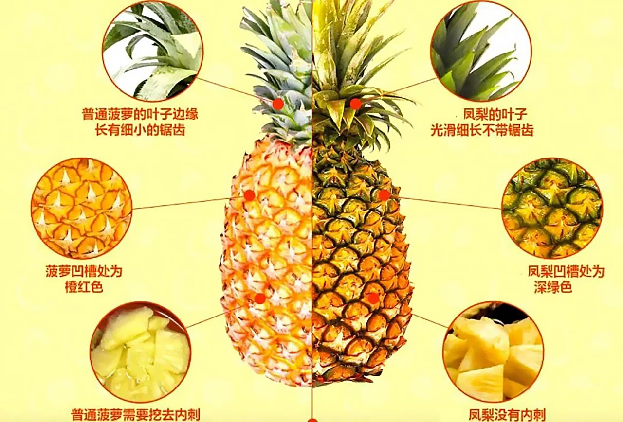 菠萝与凤梨的区别，六大差异教你你如何区分