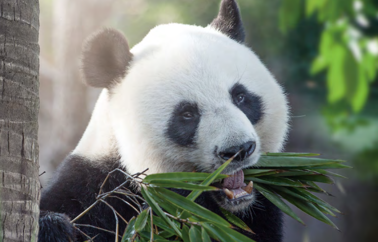 大熊猫爱吃的食物有哪些，大熊猫都喜欢吃什么食物？