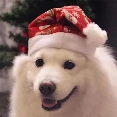 2022戴圣诞帽的萌宠动物头像最新版，我可爱成这样做你的圣诞礼物好不好