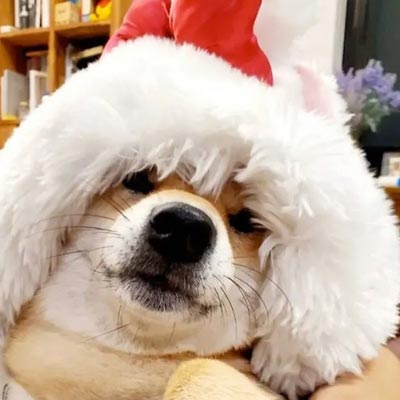 2022戴圣诞帽的萌宠动物头像最新版，我可爱成这样做你的圣诞礼物好不好