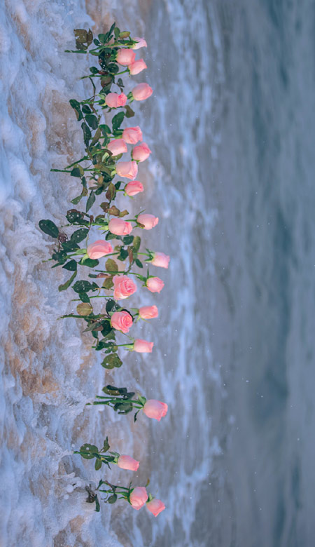 2023值得私藏的海边玫瑰花壁纸高清，玫瑰与海浪漫微信QQ聊天背景皮肤合集