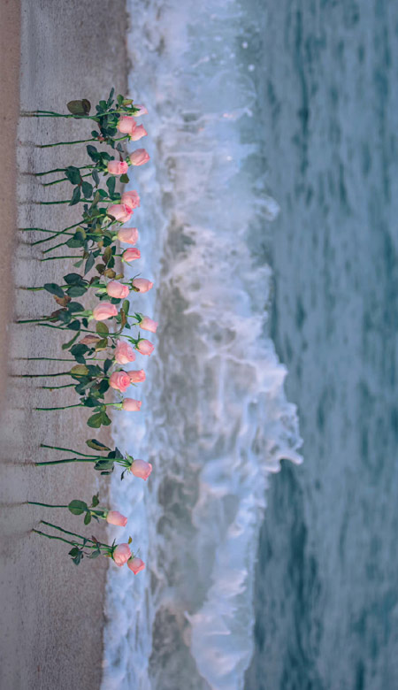 2023值得私藏的海边玫瑰花壁纸高清，玫瑰与海浪漫微信QQ聊天背景皮肤合集