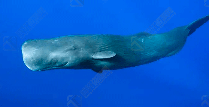 抹香鲸是世界上现存最大的齿鲸生物？
