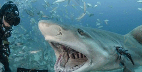 鲨鱼一生大约最多换35000颗牙齿？