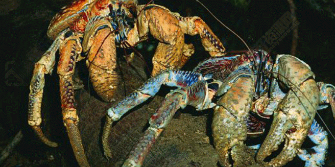 椰子蟹是最大的陆生甲壳动物嘛？