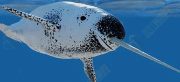 独角鲸的“角”实际上是它的牙齿？