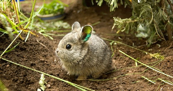 哥伦比亚盆地侏儒兔是地球最濒危的兔种？