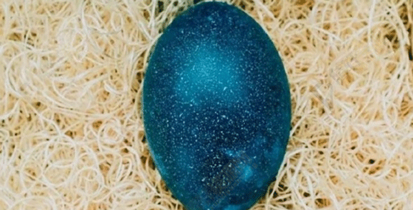 鸸鹋蛋为什么是蓝绿色的？
