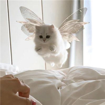 2023天使猫猫头像高清可爱，每天演好一个情绪稳定的成年人