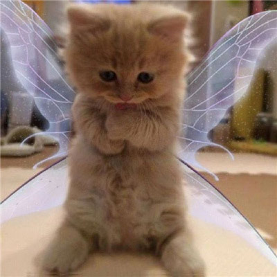 2023天使猫猫头像高清可爱，每天演好一个情绪稳定的成年人