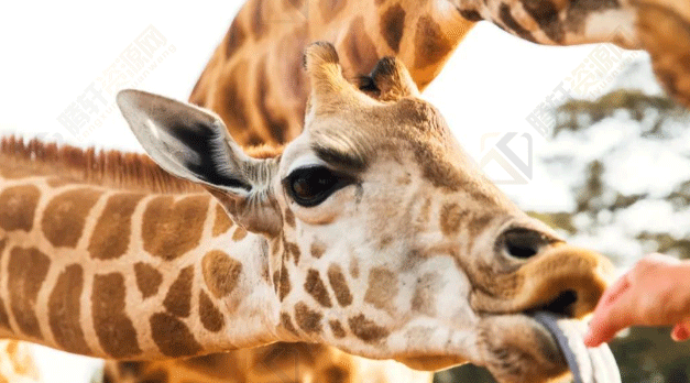 长颈鹿的舌头有多长？长颈鹿的舌头最长可达到50CM