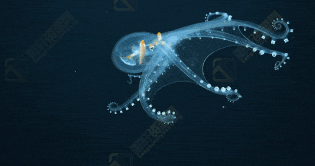 玻璃章鱼身体为什么几乎是完全透明的？