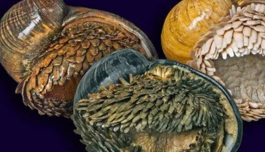 火山蜗牛的壳是由硫化铁制成的？火山蜗牛的壳有多硬？