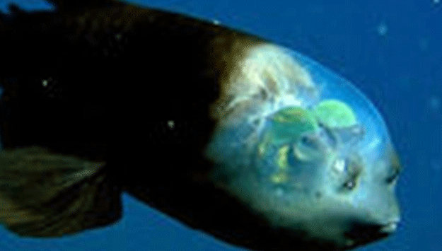 桶眼鱼的脑袋为什么是透明的？桶眼鱼脑袋是透明的原因