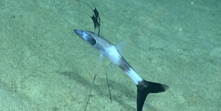 短头深海狗母鱼为什么叫做三脚架鱼？
