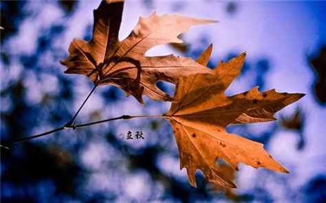 立秋节气最优美的图片，立秋图片大全唯美带字背景壁纸