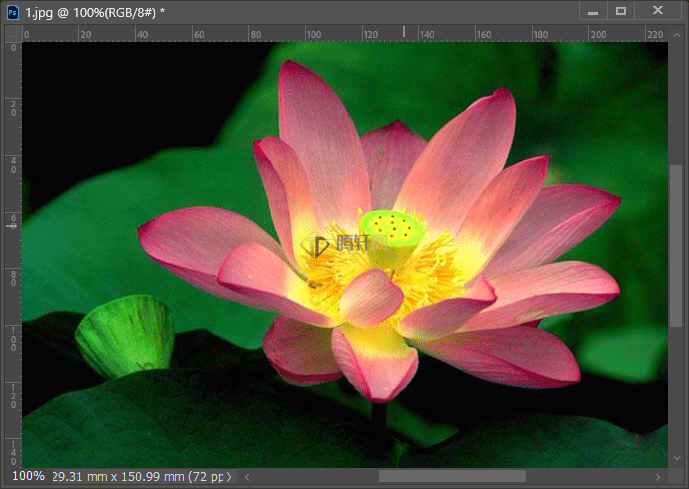 Adobe Photoshop2022转Lab模式下用通道快速抠荷花图第2步