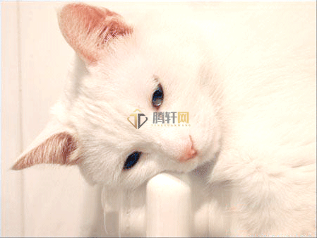 Adobe Photoshop2022怎么给偏色的小猫调色第1步